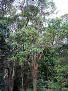 Pine Mountain Corkwood Erythrina numerosa