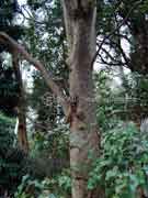 Pine Mountain Corkwood Erythrina numerosa Bark