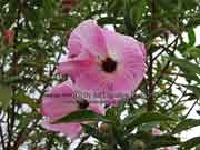 Flower Pink Hibiscus Hibiscus splendens