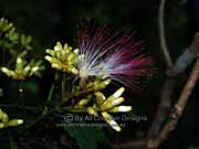 Archidendron grandiflorum Flower Pink Laceflower