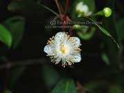 Flower Plum Myrtle Pilidiostigma glabrum