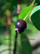 Plum Myrtle Fruit Pilidiostigma glabrum