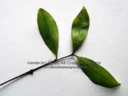 Plum Myrtle Pilidiostigma glabrum Leaves