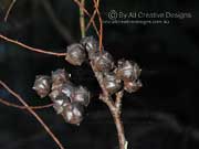 Port Jackson Cypress Pine Callitris rhomboidea Cones