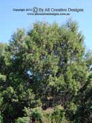 Port Jackson Cypress Pine Callitris rhomboidea