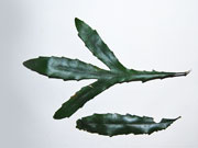 Prickly Ash Orites excelsus Leaves upper