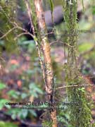 Prickly Currant Bush Coprosma quadrifida Bark