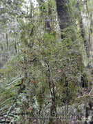 Prickly Currant Bush Coprosma quadrifida