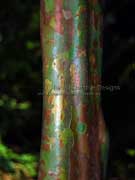Python Tree Gossia bidwillii Ironwood Bark