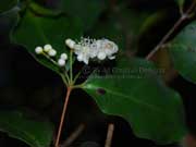 Flower Python Tree Gossia bidwillii Ironwood