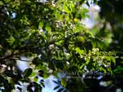 Python Tree Gossia bidwillii Ironwood Foliage