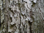 Toona ciliata Bark Red Cedar
