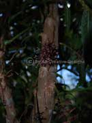 Red Boppel Nut Bark Hicksbeachia pinnatifolia