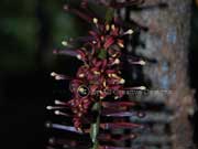 Flower Hicksbeachia pinnatifolia