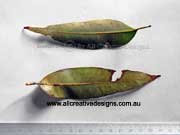 Red Mahogany Eucalyptus resinifera Leaves