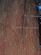 Red Mahogany Eucalyptus resinifera Bark