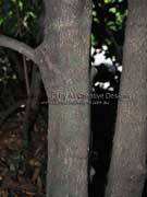 Red Olive Berry Bark Elaeodendron australe var. australe