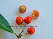 Red Olive Berry Fruit Elaeodendron australe var. australe