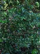 Red Olive Berry Elaeodendron australe var. australe
