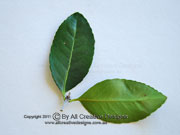 Red Olive Berry Elaeodendron australe var. australe Leaves