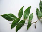 Ackama paniculata Rose-leaved Marara, Soft Corkwood Leaves