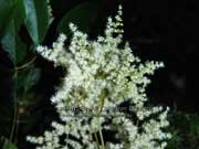 Ackama paniculata Flower