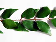 Rose Myrtle Archirhodomyrtus beckleri Leaves