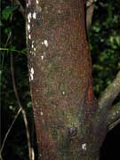 Rosewood Bark Dysoxylum fraserianum