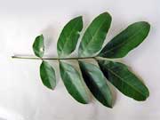 Rosewood Dysoxylum fraserianum Leaf