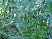 Oliver's Sassafras Cinnamomum oliveri Foliage