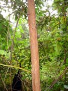 Red-barked Sassafras Bark Cinnamomum virens