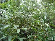 Red-barked Sassafras Cinnamomum virens