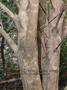 Satinwood Nematolepis squamea spp.squamea Bark