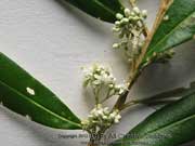 Satinwood Nematolepis squamea spp.squamea Flower