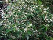 Satinwood Nematolepis squamea spp.squamea