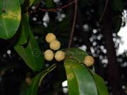 Scented Acronychia littoralis Fruit