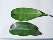 Scented Acronychia littoralis Leaves