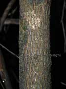 Scentless Rosewood Synoum glandulosum Bark