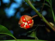 Scentless Rosewood Synoum glandulosum Fruit