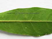 Scentless Rosewood Synoum glandulosum Leaves