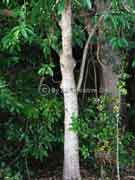 Shiny-leaved Stinging Tree Dendrocnide photinophylla Bark