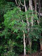Shiny-leaved Stinging Tree Dendrocnide photinophylla