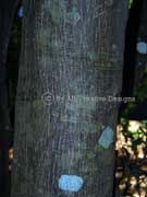 Short-leaved Beetroot Ellatostachys xylocarpa Bark