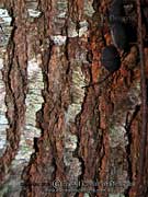 Grevillea robusta Silky Oak Bark