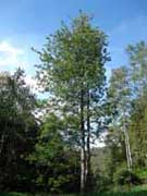 Grevillea robusta Silky Oak