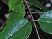 Silky Myrtle Decaspermum homile Fruit