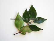 Silky Myrtle Decaspermum homile Leaves