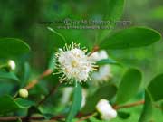 Flower Small-leaved Plum Myrtle Pilidiostigma rhytispermum