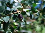 Small-leaved Plum Myrtle Fruit Pilidiostigma rhytispermum