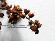 Fruit Ackama paniculata Rose-leaved Marara, Soft Corkwood